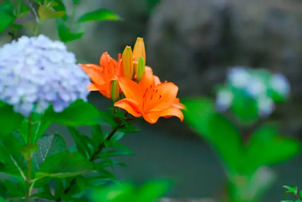Photo of Flowers in the summer