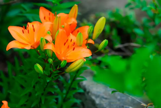 Photo of Flowers in the summer