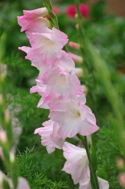 istock Flowers in the summer 844591184