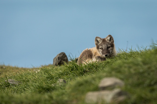 Arctic fox cub, curious, looking into camera, Longyearbyen, Svalbard in august 2017