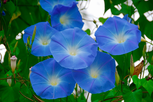 Ipomoea nil is a species of Ipomoea morning glory known by several common names, including picotee morning glory, Japanese morning glory and ivy morning glory.