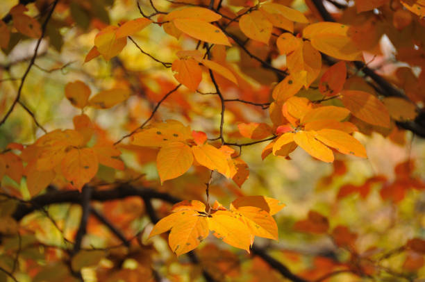 istock Leaves of persimmon leaves 844597702