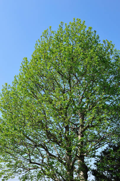 istock Fresh green leaves of Magnolia. 844603074