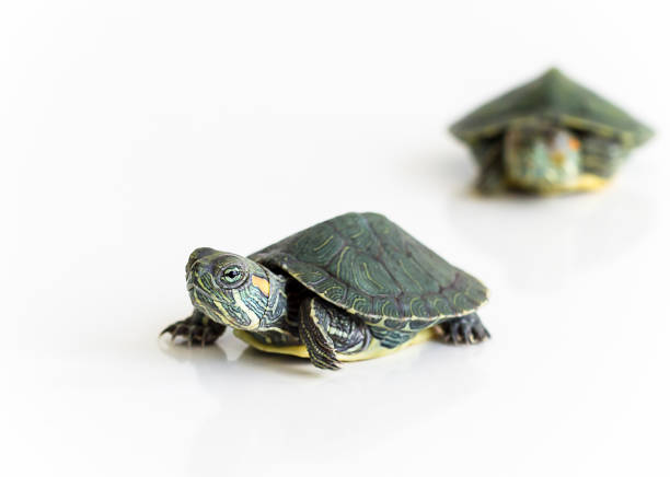 istock Two Red eared Slider turtle (Trachemys scripta elegans) on white background. Selective focus. Close up. 844612538