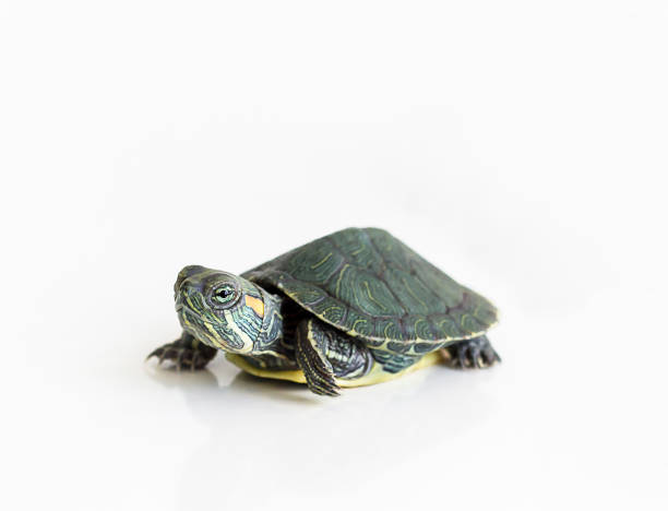 istock Red eared Slider turtle (Trachemys scripta elegans) on white background. Selective focus. Close up. 844614952