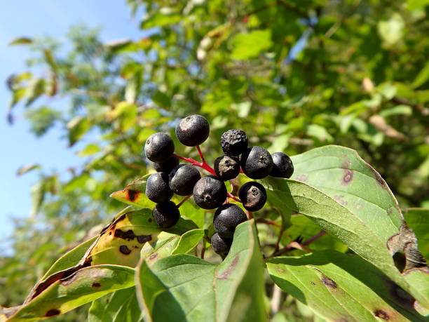 istock Berries of common dogwood 844615954