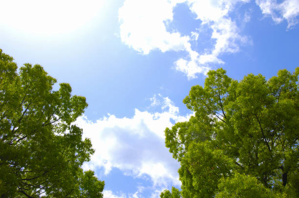 istock Fresh green and cottony 844617204