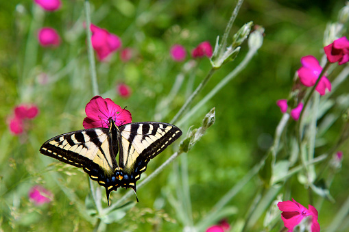 Western Tiger Swallowtail butterfly perched on a wildflower