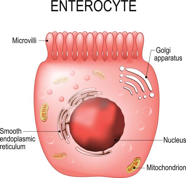 энтероциты. кишечных абсорбционных клеток. - mucosa stock illustrations