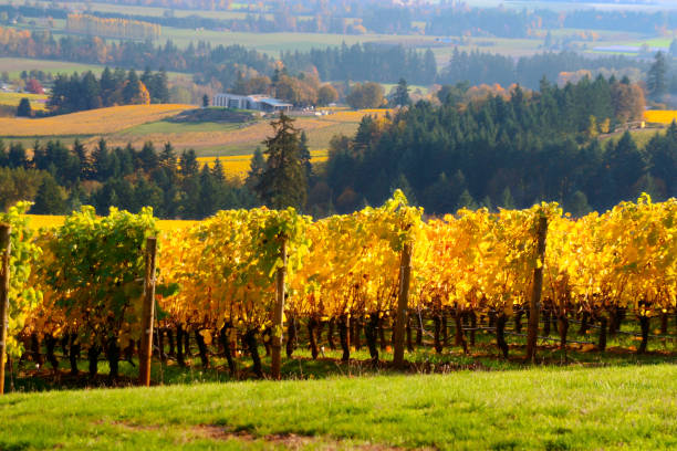 istock Willamette valley vineyard in autumn 844622290