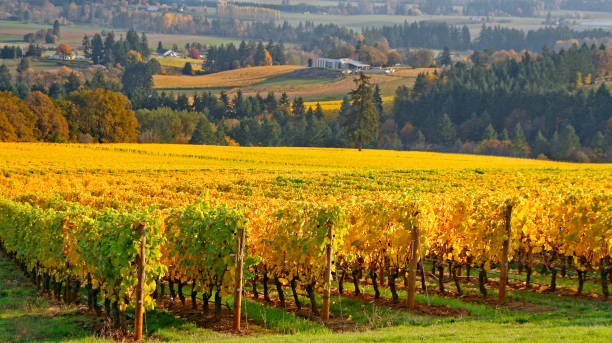 Willamette valley vineyard in autumn