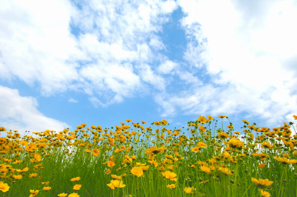 istock Giant kinkeisou 844622884