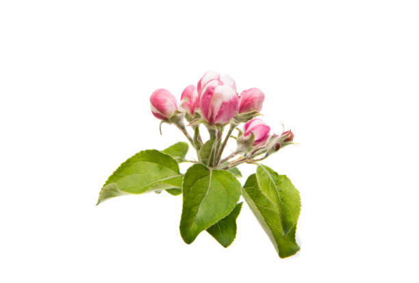 istock Flowers of an apple tree 844623096