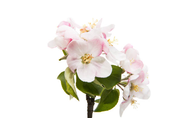 Flowers of an apple tree on a white background