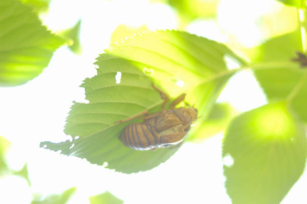 Exuviae of the cicada
