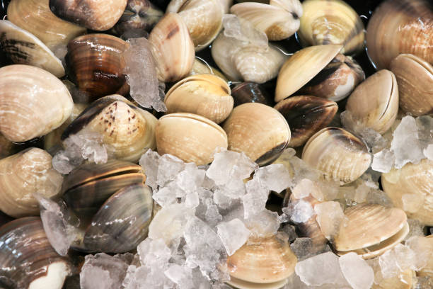 Fresh shellfish from the sea on a food stall