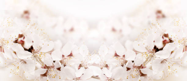 istock branch of a blooming cherry background 844627318