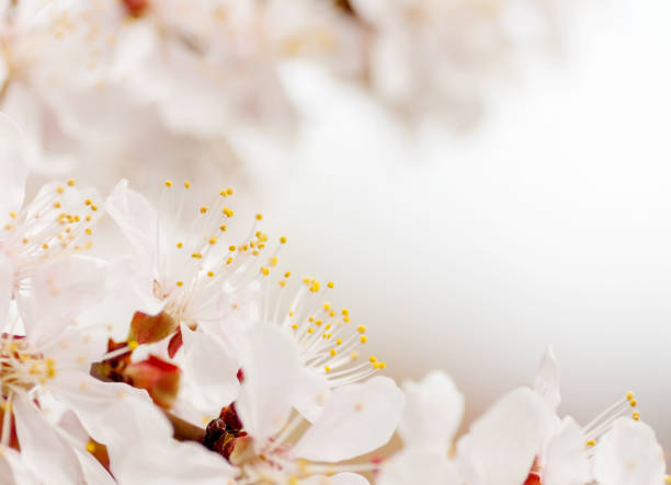istock branch of a blooming cherry background 844627400