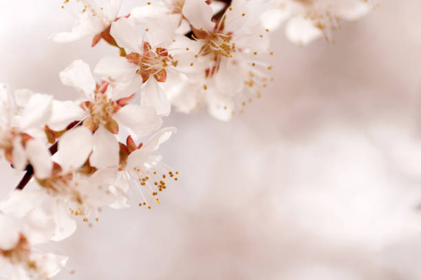 istock branch of a blooming cherry background 844628156
