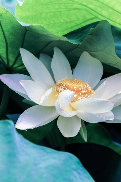 istock blooming lotus flower with green leaves 844632514