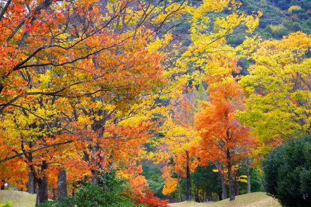 istock Zelkova serrata Makino 844632790