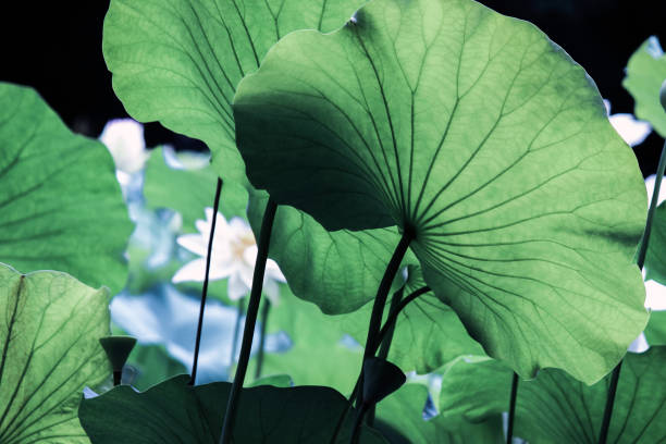 istock leaf vein on big green lotus leaves 844633058