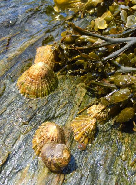 istock limpet mollusks grazing on algae covered rocks 844633334