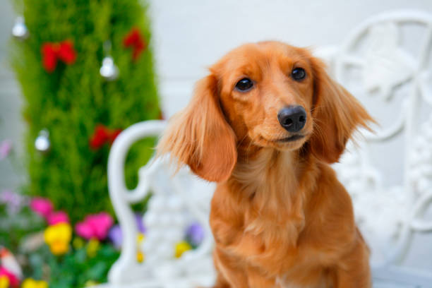 小型ダックスフント  - miniature dachshund ストックフォトと画像