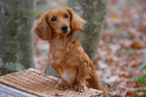 bassotto in miniatura - dachshund foto e immagini stock