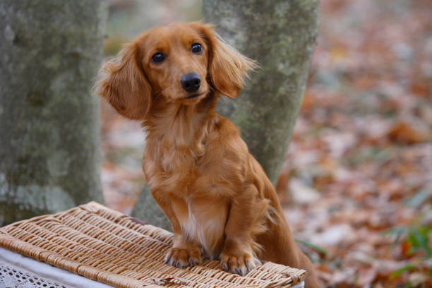 小型ダックスフント  - miniature dachshund ストックフォトと画像