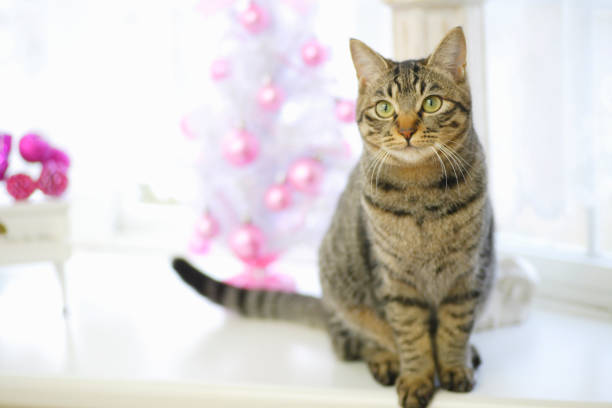 Cats and Christmas