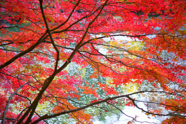 istock Autumn of waterside 844635552
