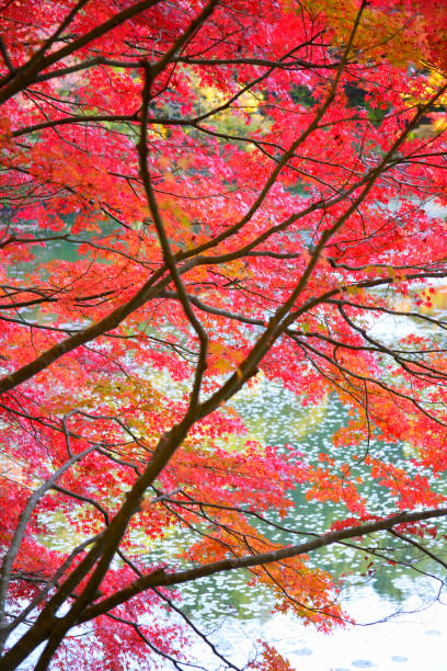 istock Autumn of waterside 844636854