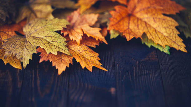 istock Fall background with red maple leaves and wood 844638488