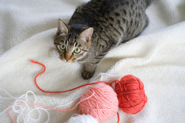 istock Cats and balls of yarn 844638644