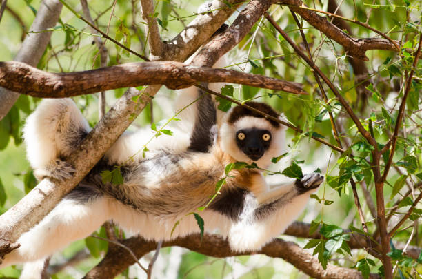 Funny and curious sifaka, Propithecus verreauxi, in the wild Berenty reserve, Madagascar stock photo