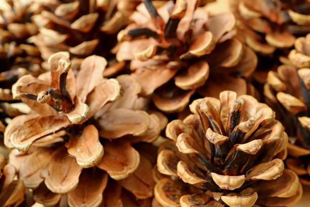 istock Closed up heap of natural dry pine cones with selective focus for texture, background 844645496