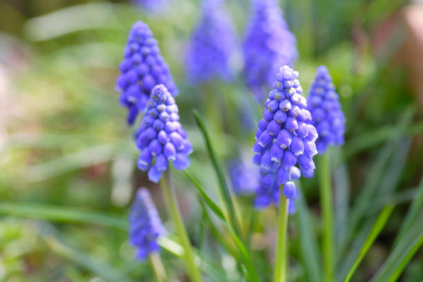 istock Muscari in the garden 844647740