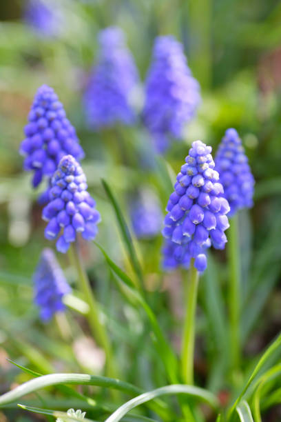 istock Muscari in the garden 844647754