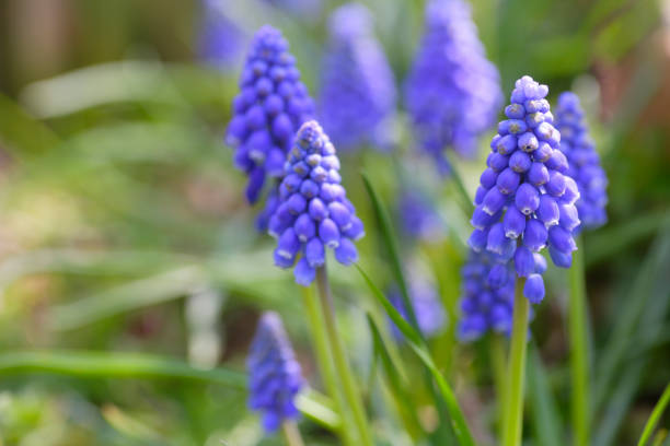 istock Muscari in the garden 844647764