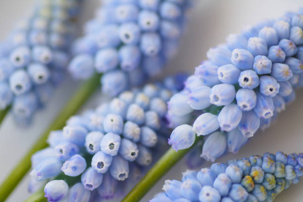 istock Muscari armeniacum 844647956