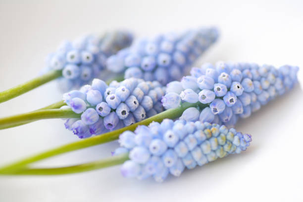 istock Muscari armeniacum 844647998