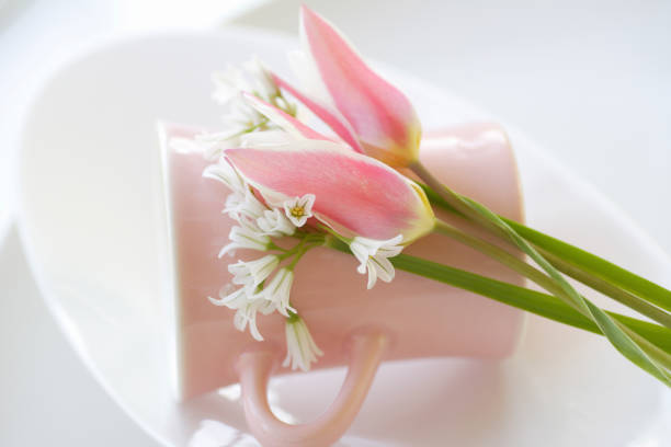 Pink tulips and alum