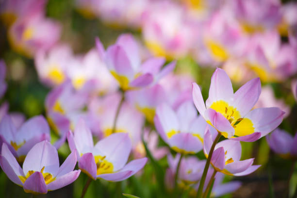 istock Species Tulip 844649592
