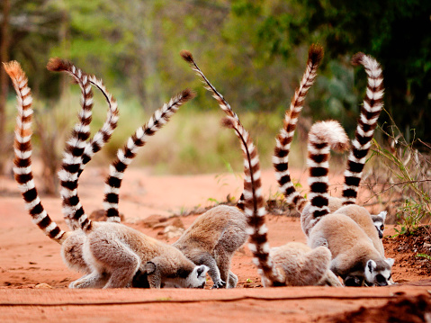 View of a group of ring tailed lemurs with a young individual hugging its mother.