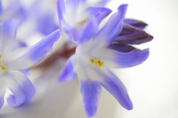 istock Flowers of chionodoxa 844649736