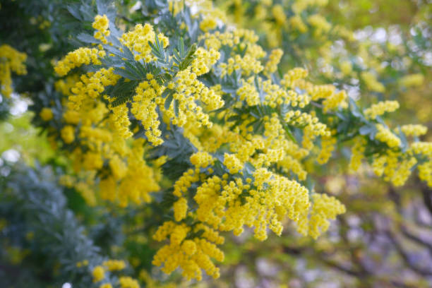 istock Flowers of the Mimosa 844649780