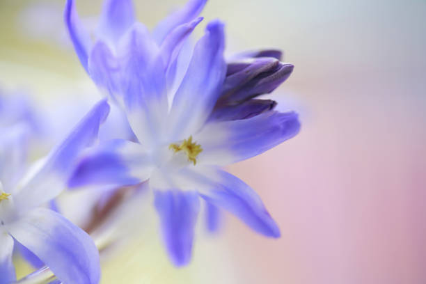 istock Flowers of chionodoxa 844649786