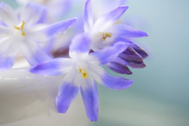 istock Flowers of chionodoxa 844649838