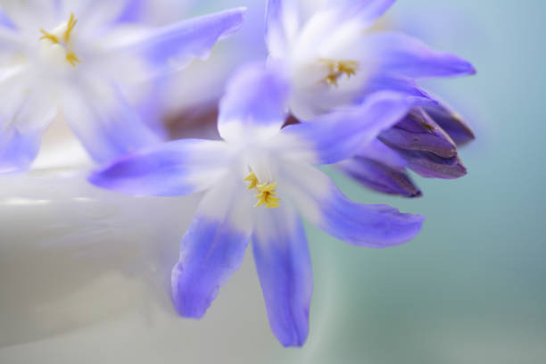 istock Flowers of chionodoxa 844649852
